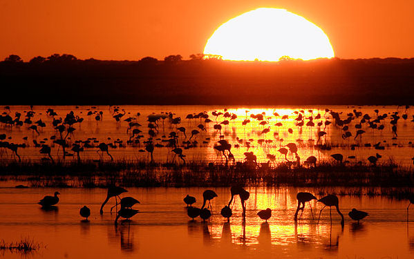 Resultado de imagen de doñana